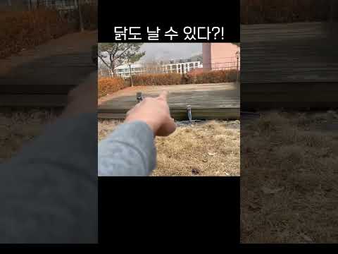 하늘을 나는 닭
