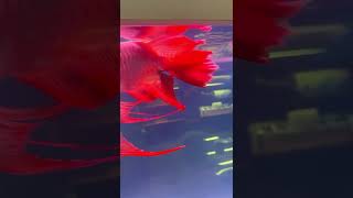 Long tail Arowana #arowana #aquariumgoals #fishyfun