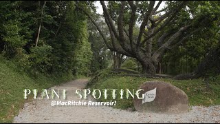 Plant Spotting Singapore ||  MacRitchie Reservoir