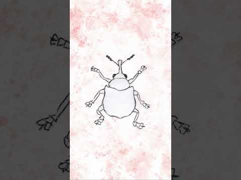 making the weevil from music for bugs #shorts