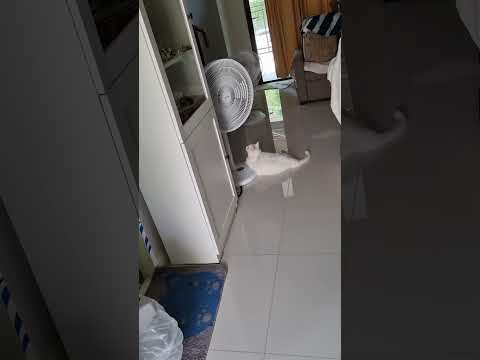 #chillhop #chillbeats #chillcat
