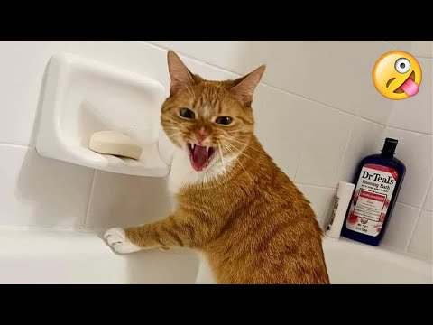The Best FUNNY ANIMALS VIDEOS of All Time 🤣 Ultra Funny CATS and DOGS videos 2024 #part85