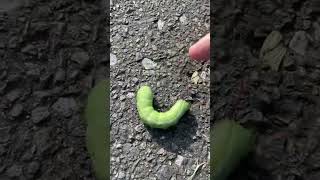 イモムシをかわいがる