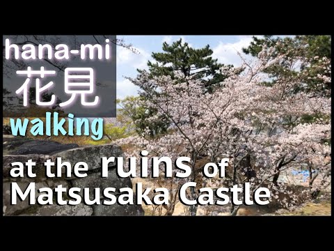 HANAMI before full bloom (a relaxing  walk around Matsusaka castle ruins)