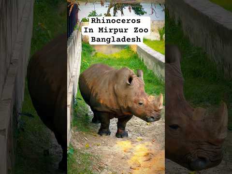 Rhinoceros (গন্ডার) walking in Mirpur zoo || Dhaka ll Bangladesh