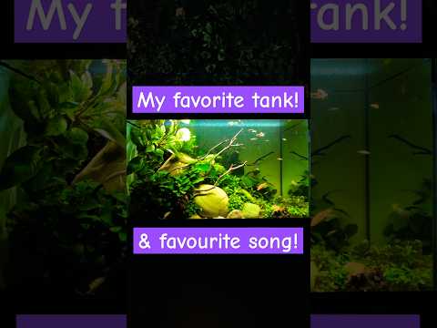 Love this song, love this aquarium but I don't really love the cleaning I need to be doing on it.