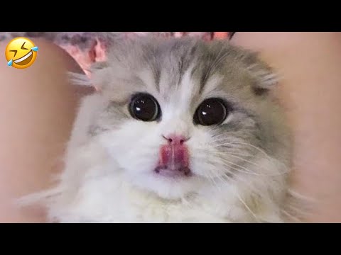 You Laugh You Lose😜 New Funny Cats Video 😹 Funniest Dogs and Cats 2025😼🐶part20