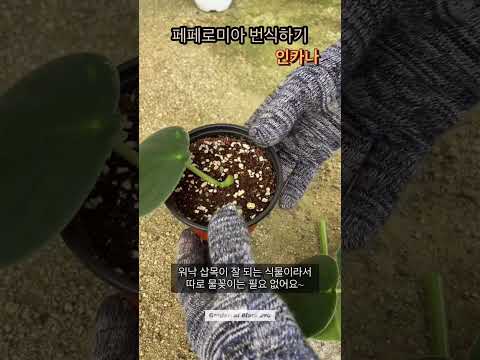 페페로미아 번식하기