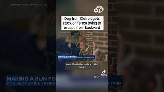 Dog from Detroit gets stuck on fence trying to escape from backyard