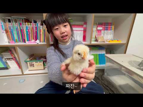 쑥쑥이 이야기(🥚달걀 중 한알이 부화했어요🐣)