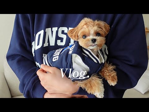 [서라떼 Vlog] 아빠 & 말티푸 라떼 커플룩 입고 보낸 하루 👨‍👧💛 + 시흥 애견동반식당 '산현농장'
