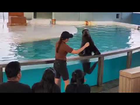 Ocean Adventure | SeaLion show