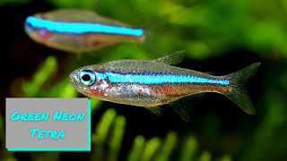 Green Neon Tetra - Profile and Care Guide
