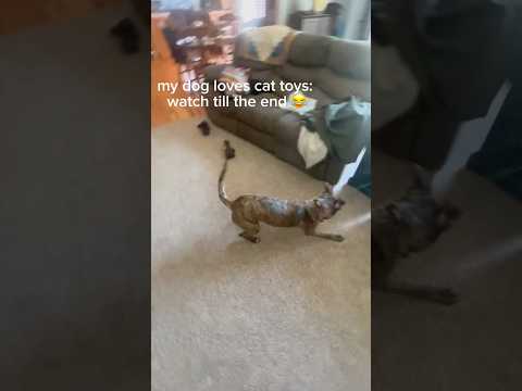 She jumps for it too 😅 #ytshort #dog #pets #funny #funnyanimals #funnypets #comedy #lol