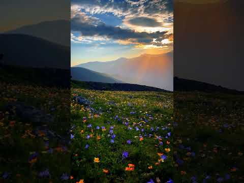 @jakeguzman beautifully captured this heavenly Spring Bloom in the Caucasus Montains. #repost