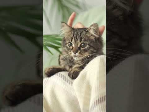 Give Your Bud a Chill Break | Calming Music for Pets 🐾