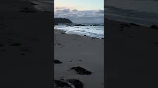#beach #nature #synthwavejourney #ocean #synthwavemania #wildlife