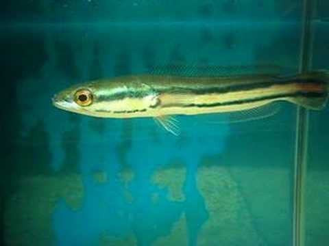 Redline Snakehead 金筆
