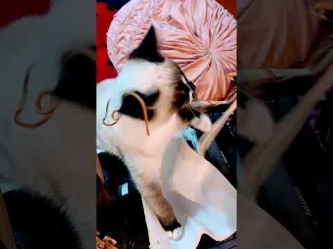 #Kitty tails the #adventures of a #rarebreed cat !!