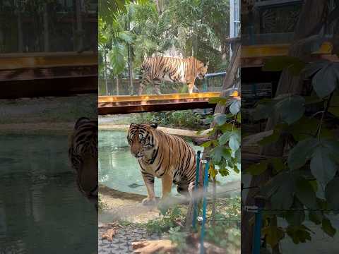 Face to Face with Majesty: Exploring Tiger Kingdom in Thailand! 🐅✨ #TigerVlog #ThailandAdventures