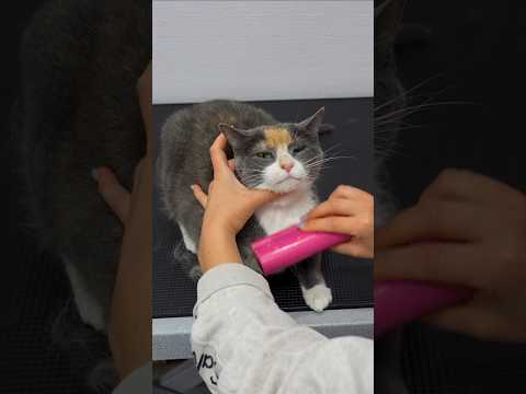 This cat is so unique