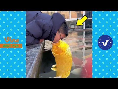 Funny & Hilarious Video People's Happy Life #12 😂 Try Not To Laugh Funny Videos 2024