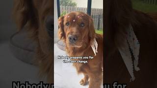 All the kisses over the years, rub your dog’s color off. #goldenretriever #dogdad #doglife