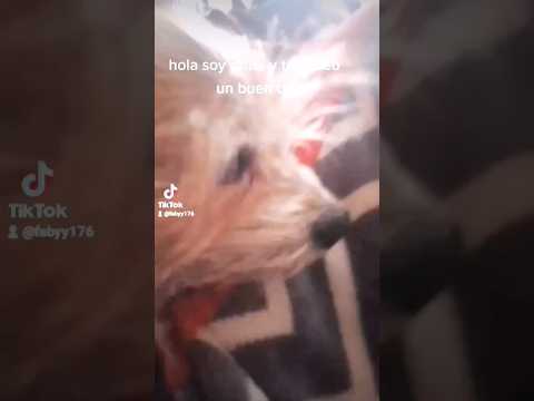 las aventuras de ratita y peluchin capítulo 1