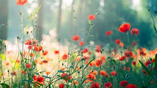 12 Hours of Relaxing Music - Piano Music for Stress Relief, Sleep Music, Meditation Music (Riley)