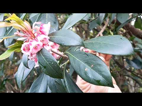 18區逍遙遊11- 寶馬山至筲箕灣 (Hiking around HK 11- Braemar Height to Shaukiwan)