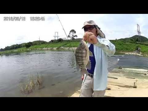 梧桐河烈日下釣金山鰂 2016.08.13