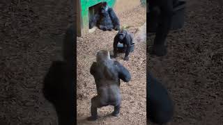#shorts #gorilla  girl