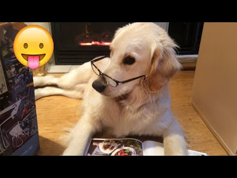 "Animals with 🐕 Attitude: Hilarious Moments You Can't Miss! ;p 2024 "Part55  | Can't Stop Laughings