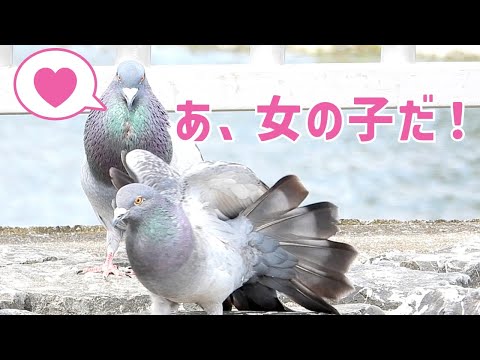 鳩の求愛がしつこい