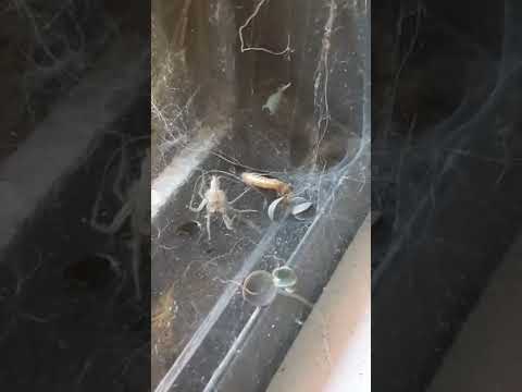 spider vs worm.
