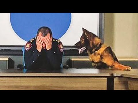 When Your DOG Solves Problems Like a Pro 😁 FUNNIEST Dogs Video!