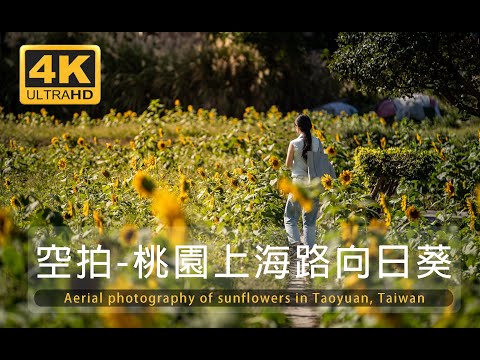 [4K]空拍-桃園上海路向日葵花海/Aerial photography of sunflowers in Taoyuan, Taiwan/台湾桃園のヒマワリの航空写真
