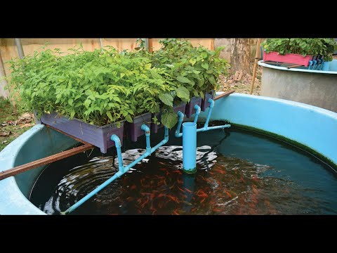 Intro to Aquaponics