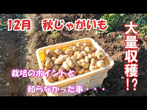 秋じゃがいも作ってみました。