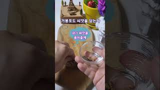 바나나로 포도 씨앗 키우기, grow grape seed in banana.