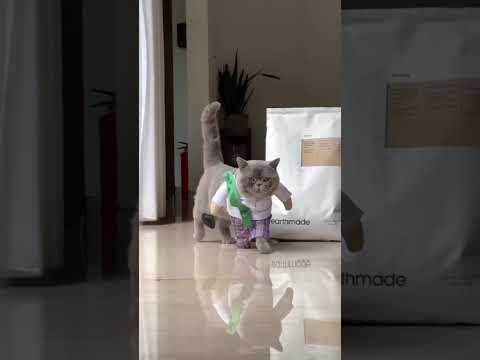 #cat #catwalk #catwalking #howtowalkacat