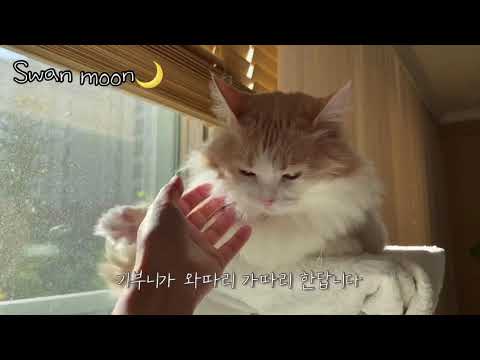 먼치킨 숏레그 고양이 다중인격 토토