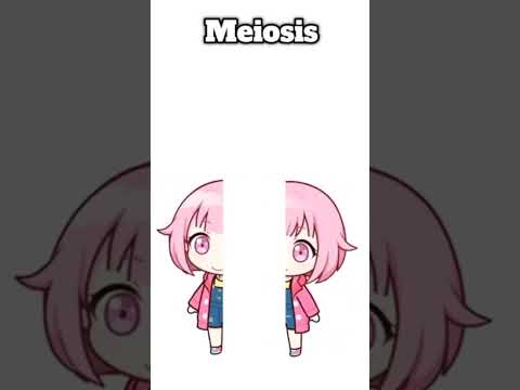 mitosis