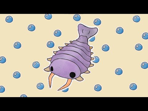sidneyia !! music for cambrian animals