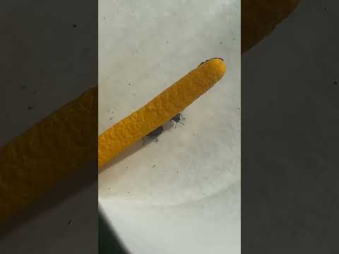 Bugs Having Sex Doing It Buggy Style What is it called one on top another? #bugsex #insects #beetles