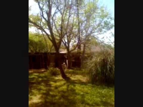 Pit Bull T-Bone vs. Bird Feeder Part Two