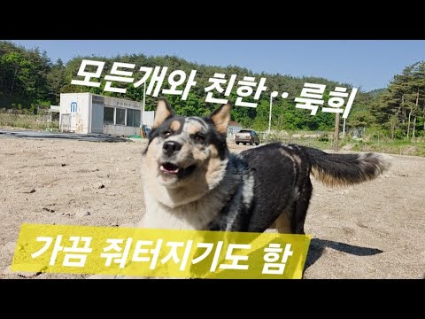 버려졌던 개ᆢ룩희ᆢ참 잘컷어요