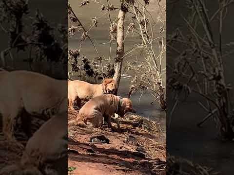 セドナの川で、小枝を取りに行く犬クンに遭遇♪