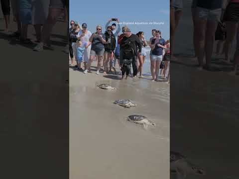 Sea turtles released after months of rehab