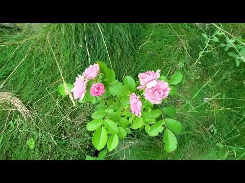 Montana Garden: July 15, 2023 General Tour